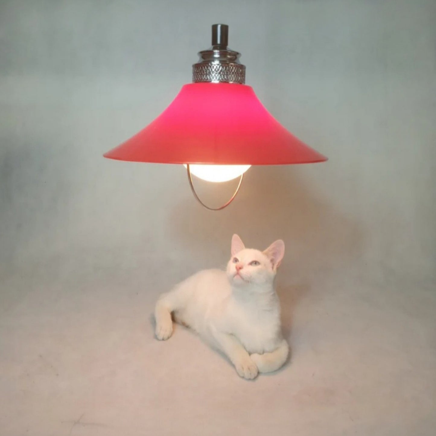 Vintage pendant lamp displayed above Saw, CiRcA’s resident feline model