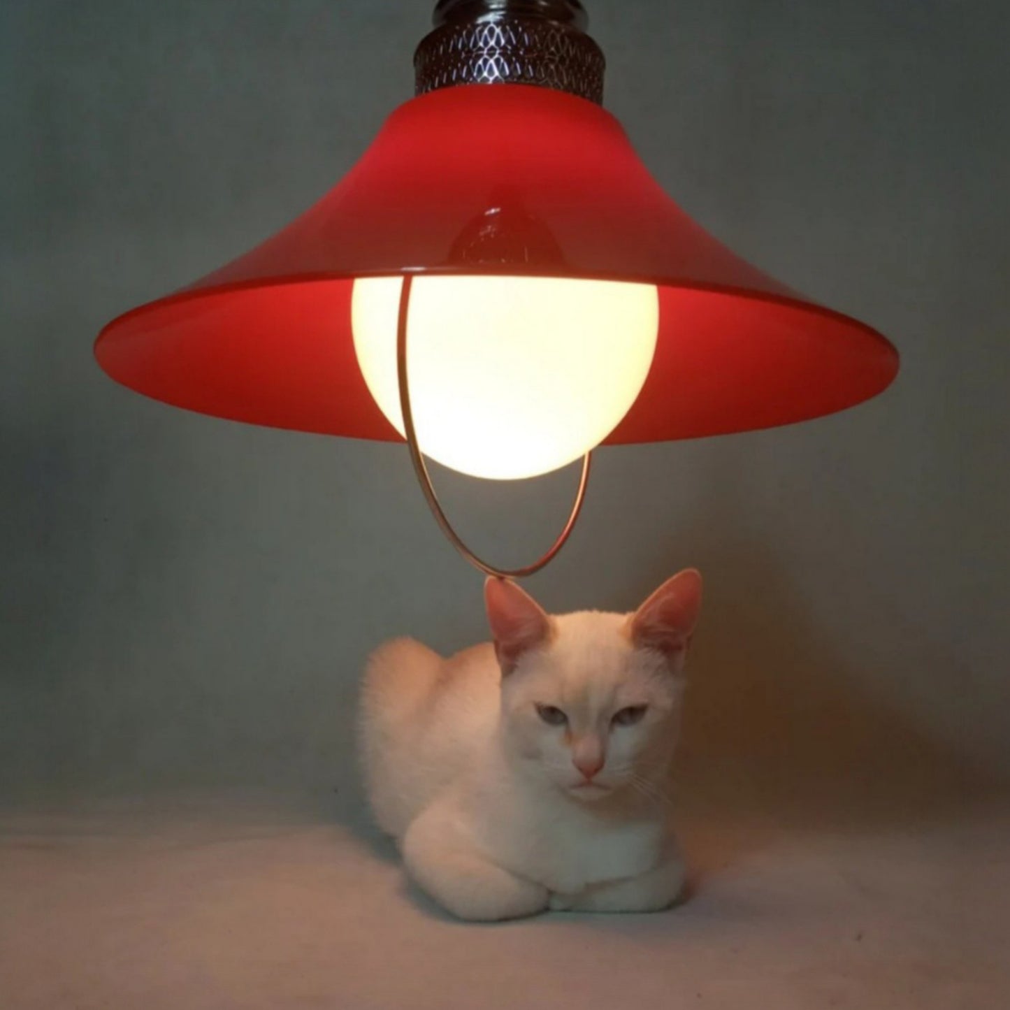 Vintage pendant lamp displayed illuminated above Saw, CiRcA’s resident feline model