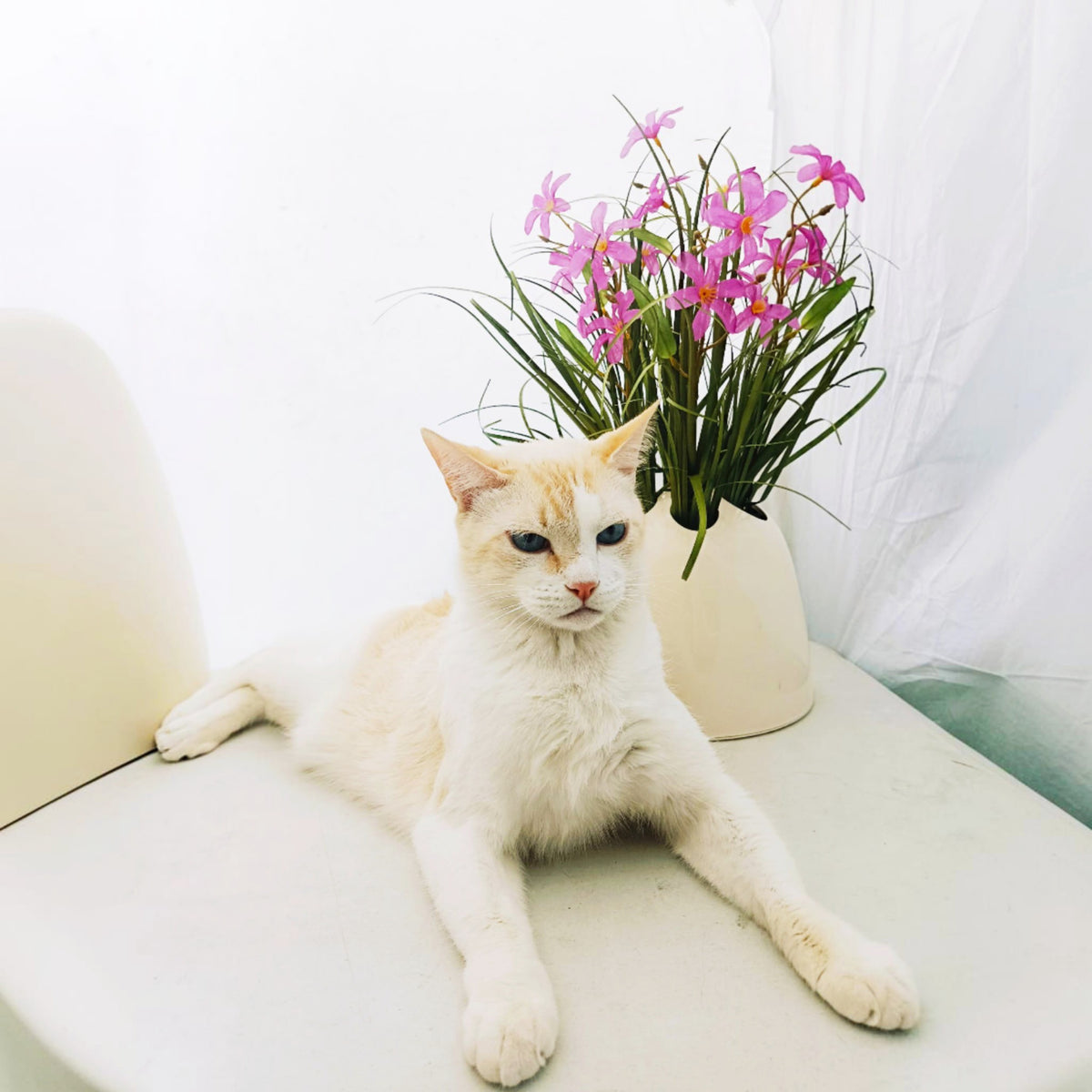 Cat with Dedalotto vase by Emma Gismondi for Artemide with flowers 
