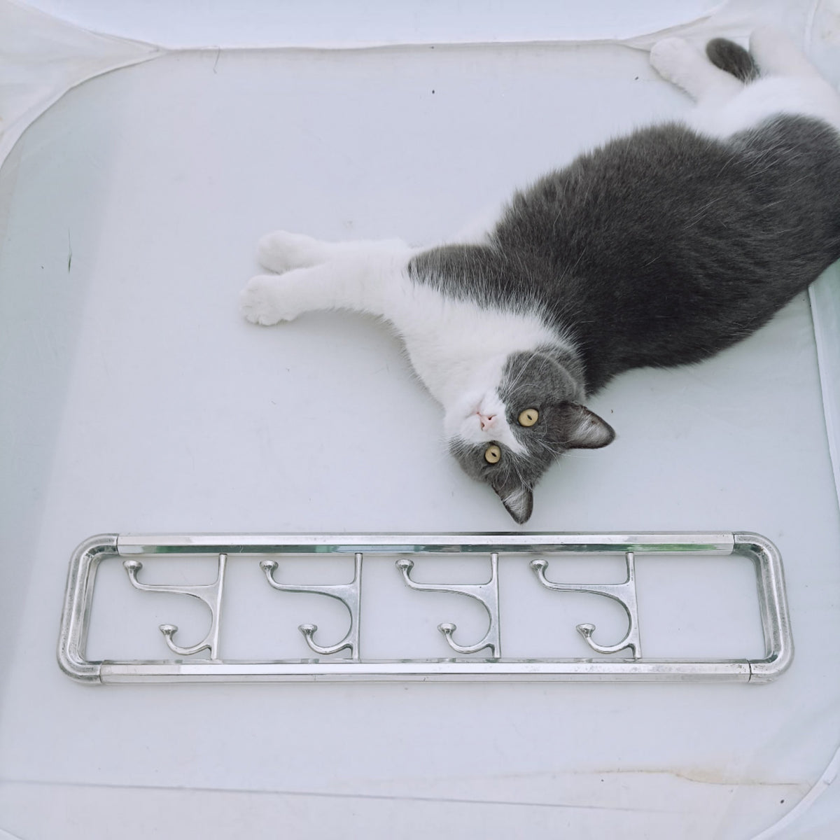 Front view of the long wall coat rack with its hooks aligned accompanied by a cat.